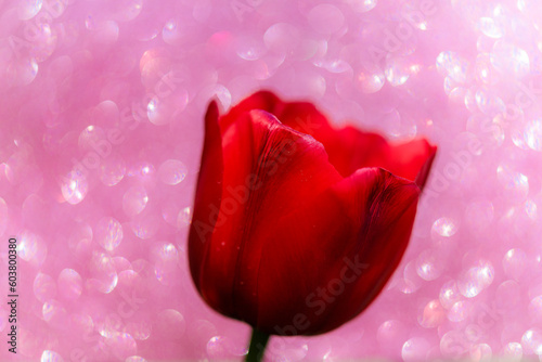 Tulipan rojo con fondo rosa y bokeh