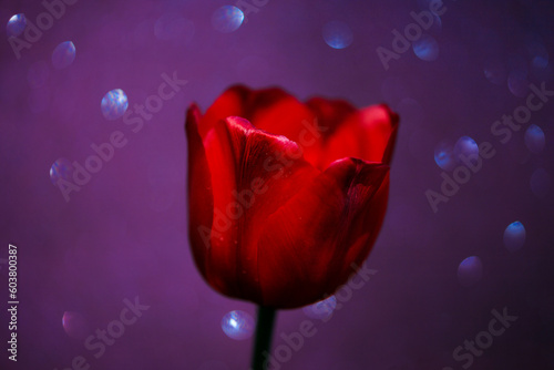 Tulipan rojo con fondo violeta y bokeh