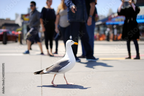 Seagull at pier of San Francisco photo