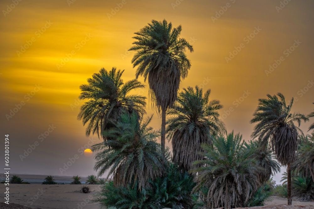 Obraz premium trees at sunset