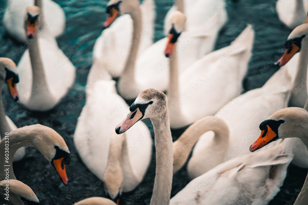 Obraz premium Swans swimmin on a lake.