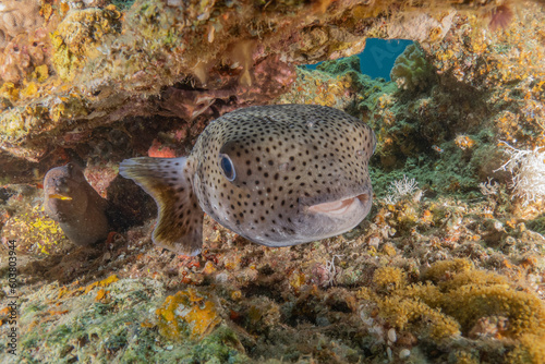 Fish swimming in the Red Sea, colorful fish, Eilat Israel 