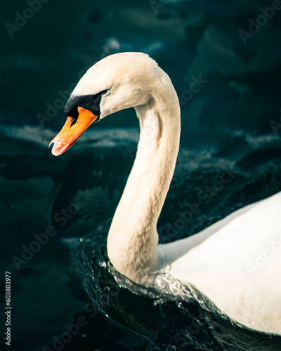 Swans swimmin on a lake.