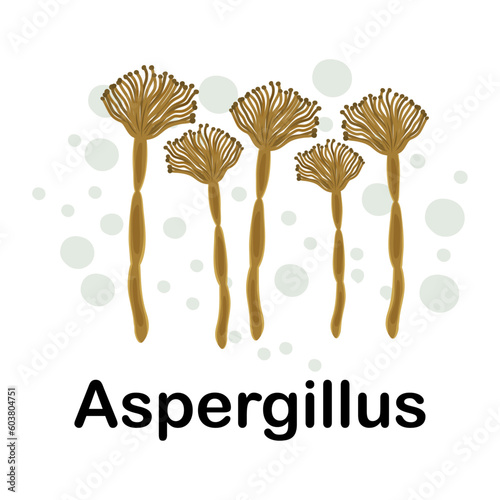 Aspergillus. Microorganisms. Medicine and health. Cartoon. Microbiota. Microbiome. Vector stock illustration. Isolated.Bacteria in the body. Bifidobacteria.