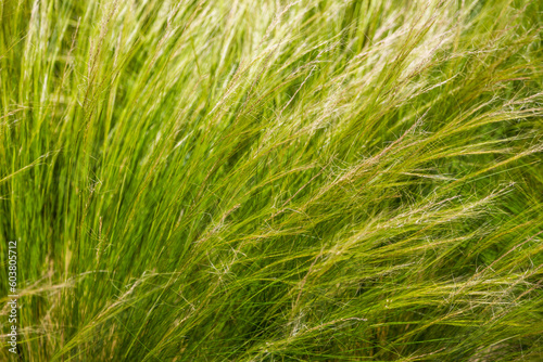 Feather grass steppe closeup. Wind blowing feather grass  green background. Feather grass at park during wind. Feather-grass flutters in the wind and shines in the sun s rays. Natural concept