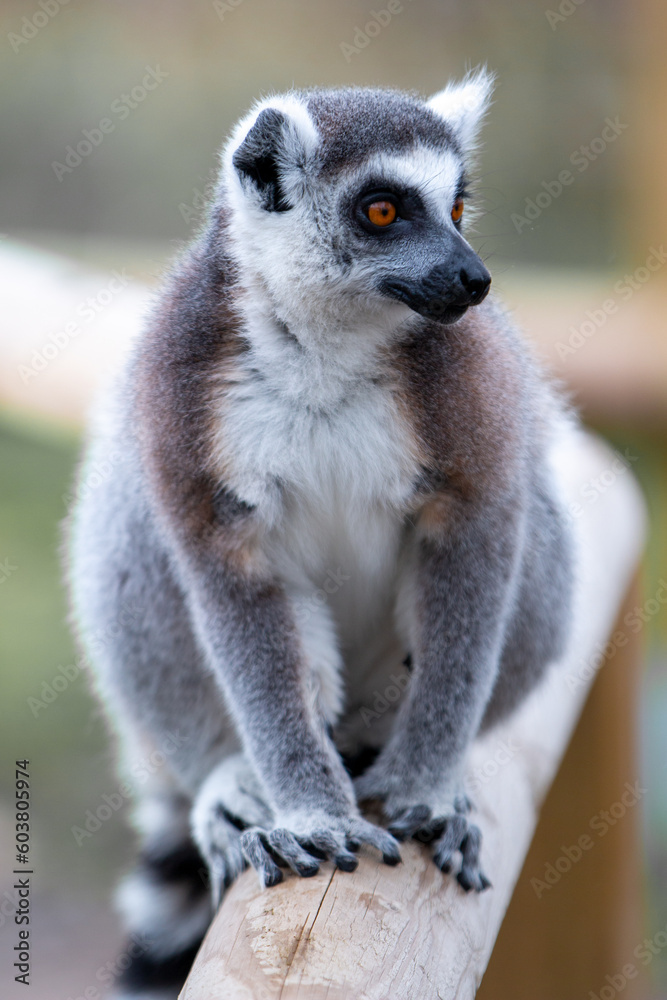 Fototapeta premium Ring-tailed Lemur (in german Katta) Lemur catta