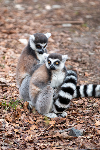 Ring-tailed Lemur (in german Katta) Lemur catta