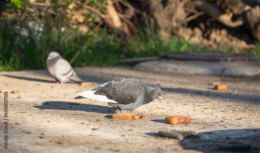 Obraz premium Hungry pigeons are eating bread on a city street. People feed street animals.
