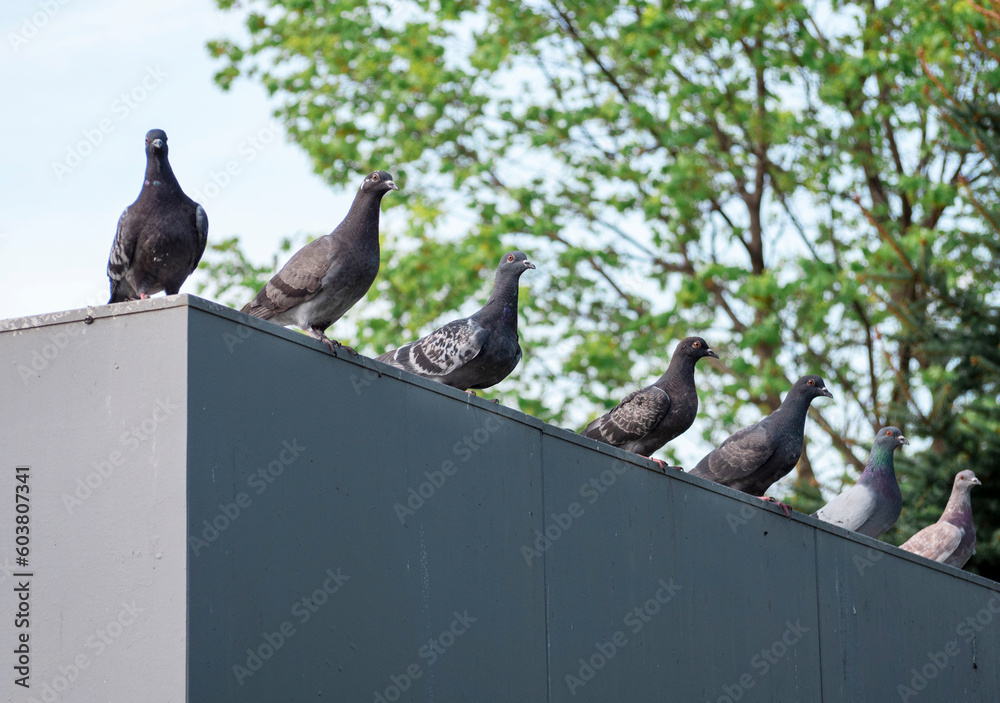 Obraz premium Sitting pigeons on the roof .Pigeon Council, meeting. Pigeons sitting in a row.