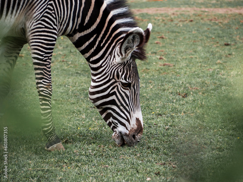 Moscow Zoo. A zebra on a walk in its enclosure nibbling on grass.