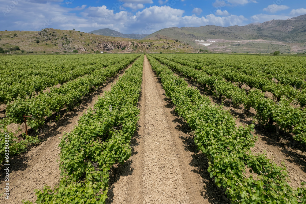 White seedless vineyards, world famous grapes of Manisa region