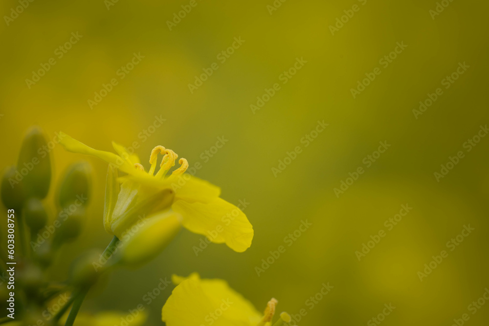 yellow canola flower close up, incredible nature