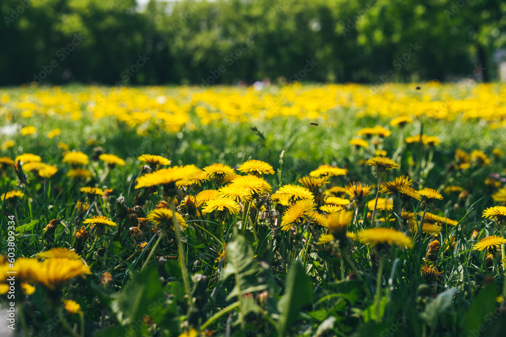 Fototapeta premium Beautiful dandelion field in sunset light in spring time