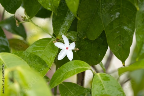 Flower of a white kopsia, Kopsia singapurensis photo