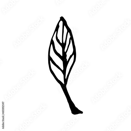 Hand drawn vector avocado leaves and branch.