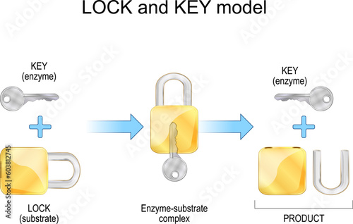Lock and key model. Enzyme, substrate, products, and chemical mechanism