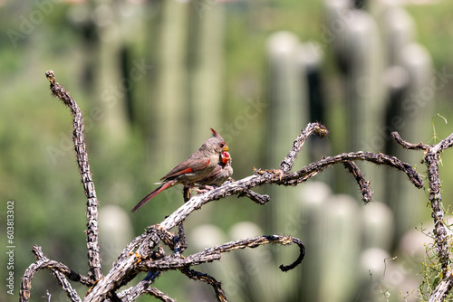 A male pyrrhuloxia, Cardinalis sinuatus, or desert cardinal, feeding a fledgling bird. A beautiful bird in the Sonoran Desert providing food for his young. Pima County, Oro Valley, Arizona, USA.