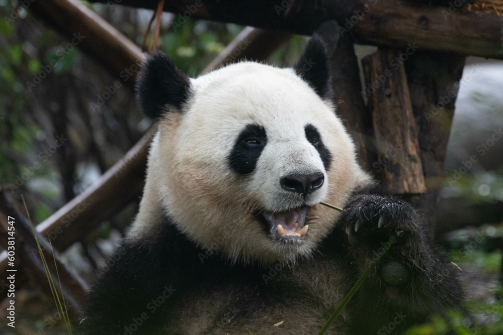 Cute Fluffy Panda in Chengdu Panda Base, China Cute Fluffy Panda in Chengdu Panda Base, China