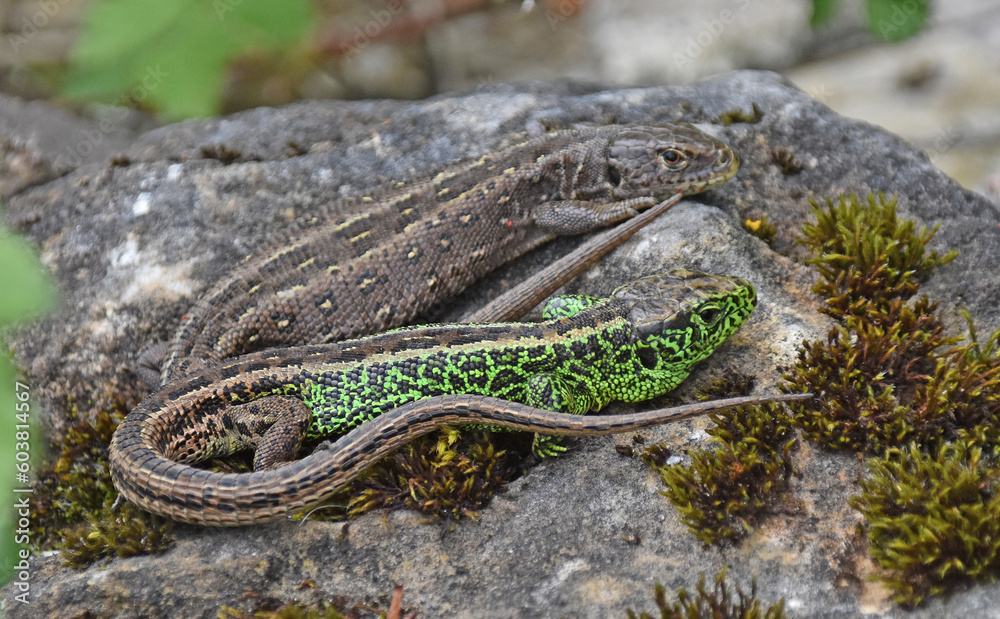 Naklejka premium Zauneidechsen 
