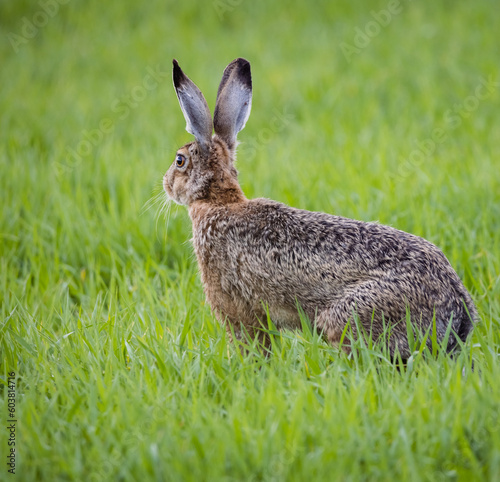 rabbit in the grass © Agata Kadar