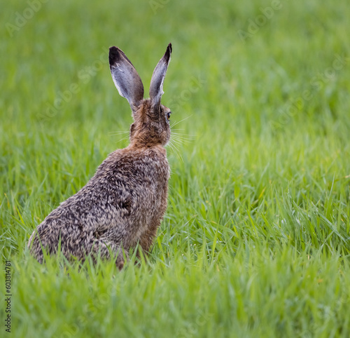 rabbit in the grass © Agata Kadar