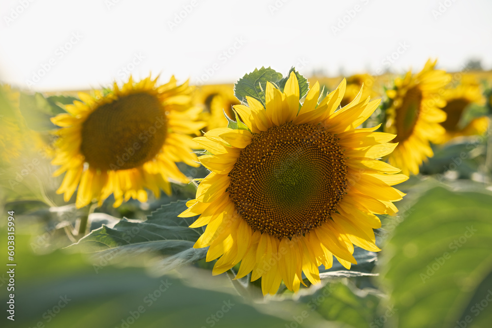 Obraz premium Sunflowers close-up. Beautiful sunny summer background. Sunflower cultivation for oil production seeds. Agricultural field in summer. Sunflower flower in bright sunlight. Natural beauty, inspiration
