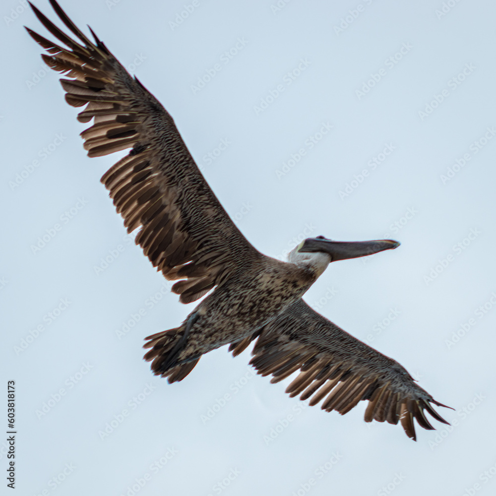 Obraz premium Pelícano Volando 