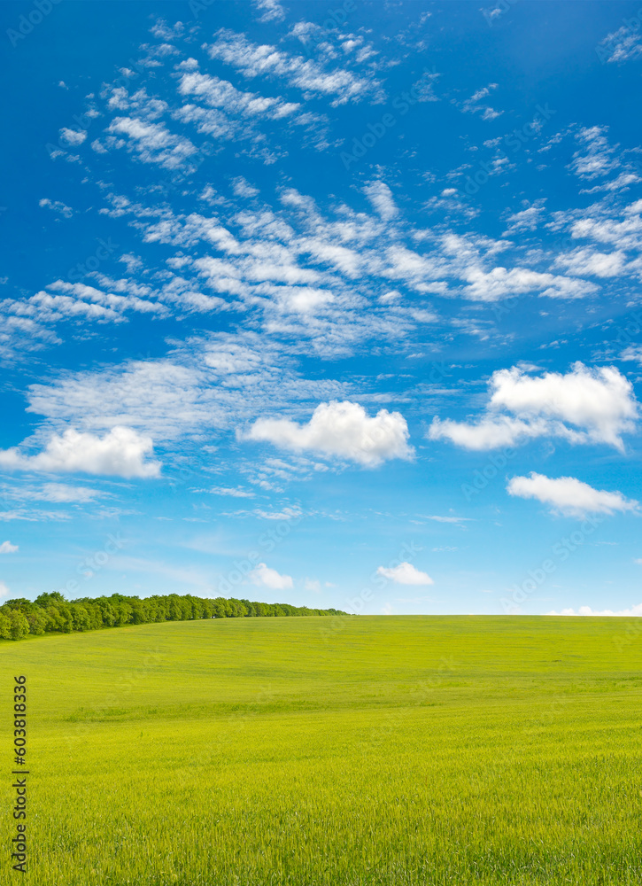 Spring meadow and blue sky