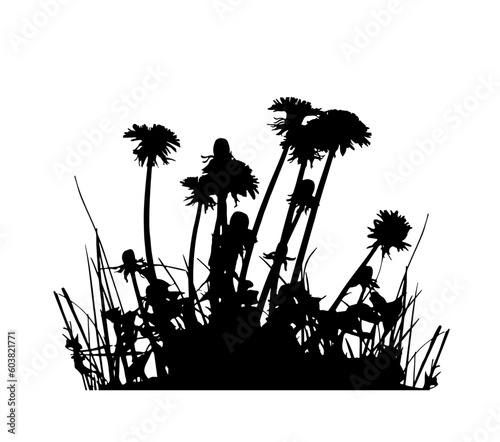 dandelion (Taraxacum) plant cluster silhouette isolated on white background