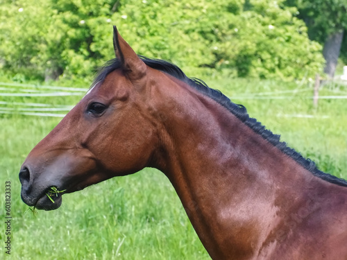 Portrait of a Brown horse mare on a meadow © Stimmungsbilder1