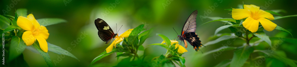 Butterfly Heliconius Hacale zuleika and Pachliopta jophon in a rainforest Butterfly Heliconius Hacale zuleika and Pachliopta jophon in a rainforest