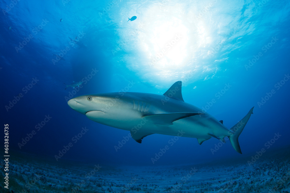 Naklejka premium Caribbean Reef Shark (Carcharhinus perezi) over Sandy Sea Grass Bottom. Tiger Beach, Bahamas