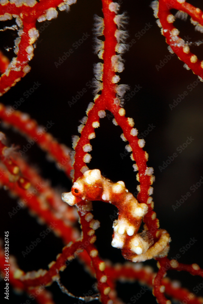 Denises’s Pygmy Seahorse (Hippocampus denise) in a Fan Coral. Misool, Raja Ampat, Indonesia