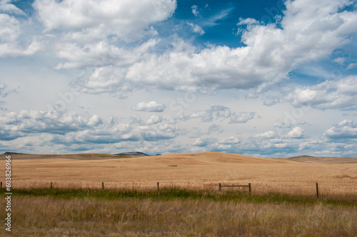 Fototapeta Naklejka Na Ścianę i Meble -  Wide open plains with puffy white clouds and blue sky