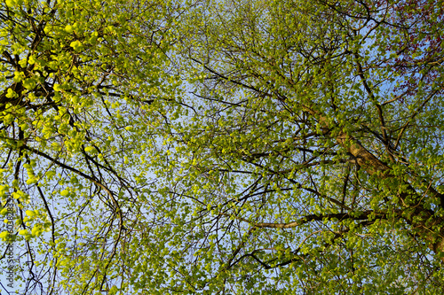 lush green tree on a sunny day in may 