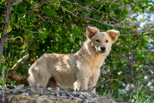 Wild Dog