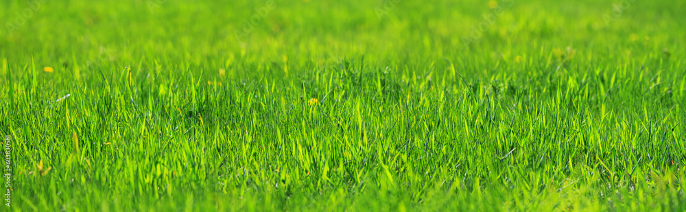 Fresh green grass close-up in spring meadow on a sunny day. Horizontal banner with copy space for text