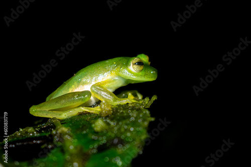 Rana de Cristal Variable (Espadarana prosoblepon), fotografía en primer plano de esta rana que habita en los bosques tropicales y subtropicales del occidente de Ecuador