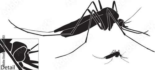 Vector illustration of a mosquito with basic outline included