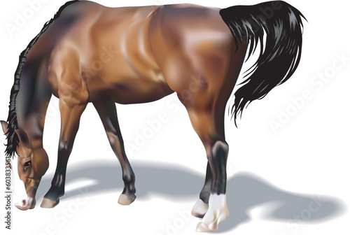 A photorealistic illustration of a horse. Created with meshes.