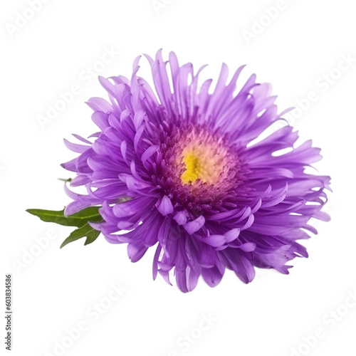 flower Aster on a transparent background  Generative Ai