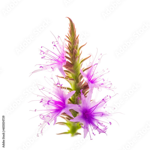 flower Blazing star on a transparent background, Generative Ai photo