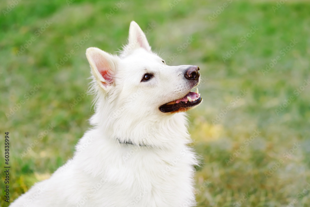 Portrait of White swiss shepherd dog in autumn park. Portrait of White swiss shepherd dog in autumn park.