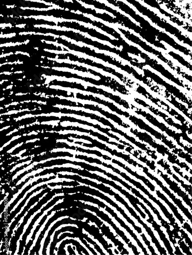 Black and White Vector Fingerprint Crop - Very accurately scanned and traced ( Vector is transparent so it can be overlaid on other images, vectors etc.)