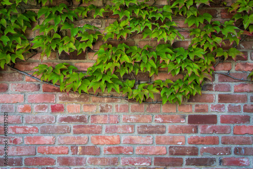 Green-leaved Vine on Red Clay Brick Wall Horizontal