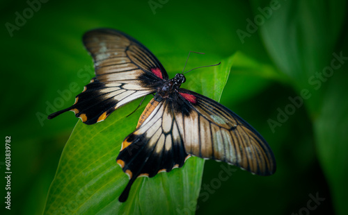 Butterfly Pachliopta jophon in a rainforest photo