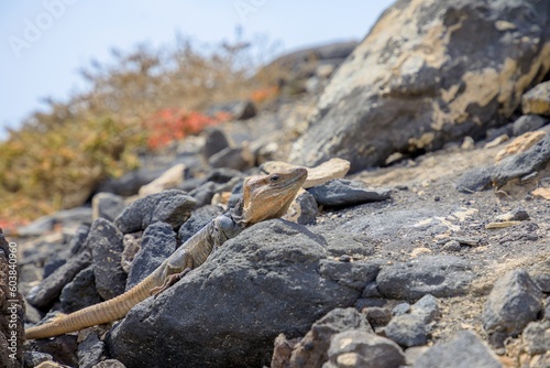 Gallotia stehlini is a giant lizard found only on Gran Canaria island. It has a distinct appearance and interesting behavior, which makes it a popular choice for research and observation.