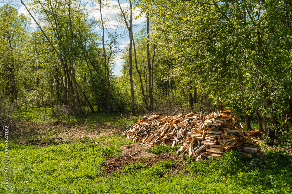 Pile of chopped firewood in the forest. Procurement of ecological alternative fuel Pile of chopped firewood in the forest. Procurement of ecological alternative fuel