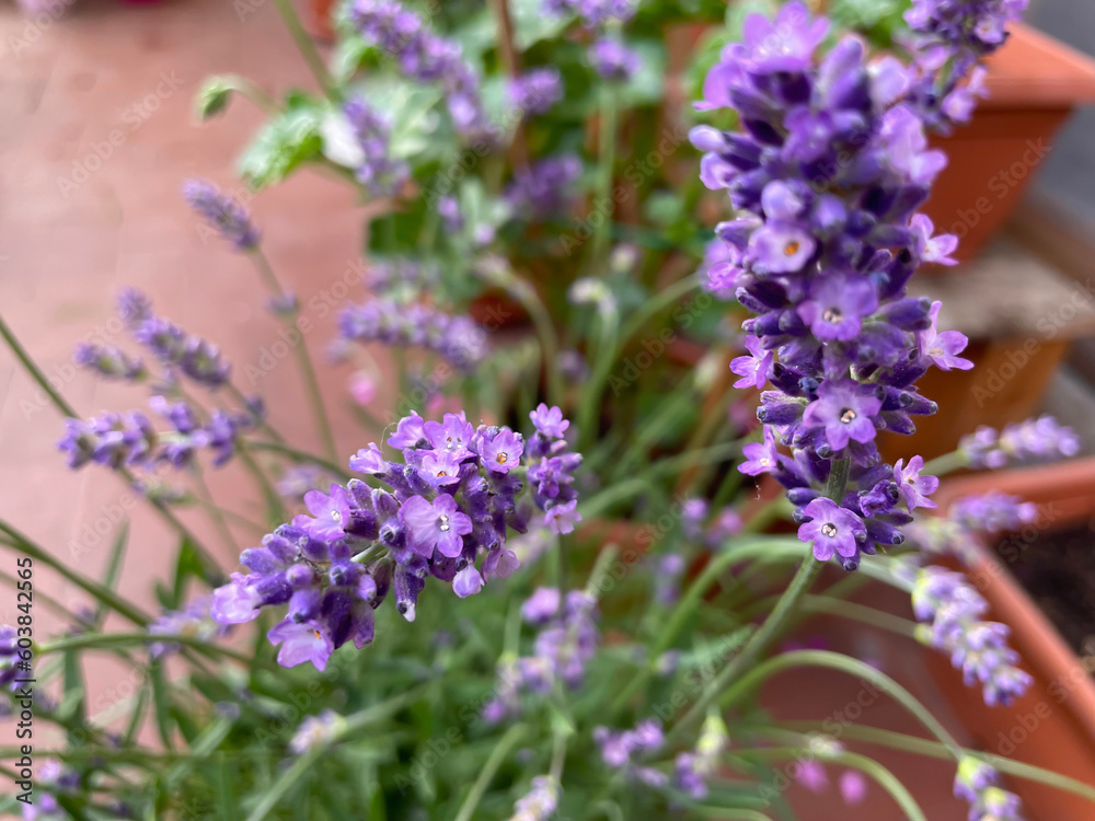 the flowers of lavender are beautiful and have a nice scent