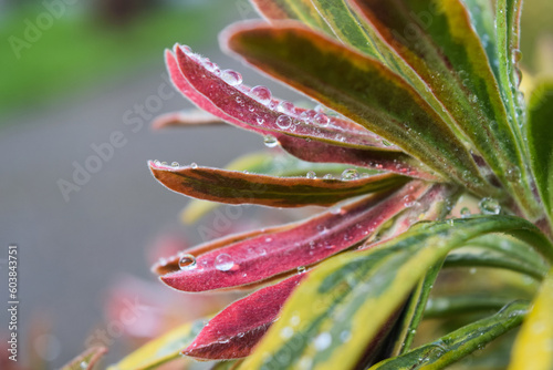 Drops on Leaf